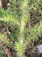 Cirsium nuttallii