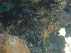 Malacoctenus triangulatus