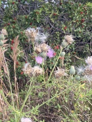 Cirsium nuttallii