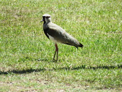 Vanellus chilensis
