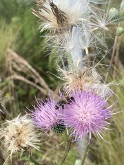 Cirsium nuttallii