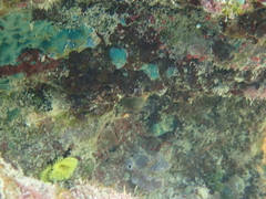 Malacoctenus triangulatus