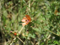 Sphaeralcea
