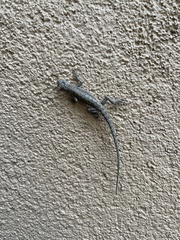 Urosaurus graciosus