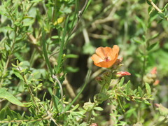 Sphaeralcea