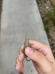 Urosaurus graciosus