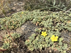 Potentilla acaulis