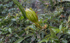 Selenicereus setaceus