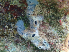 Haliclona caerulea