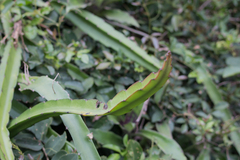 Selenicereus setaceus