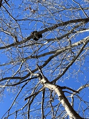 Haliaeetus leucocephalus
