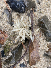 Doryteuthis opalescens