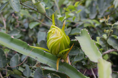 Selenicereus setaceus