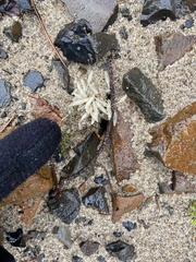 Doryteuthis opalescens