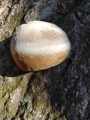 Fomitopsis betulina
