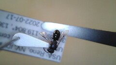 Hylaeus leptocephalus