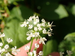 Osmorhiza longistylis