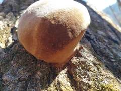 Fomitopsis betulina