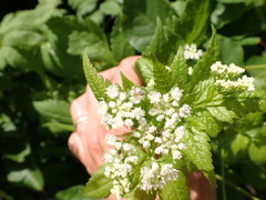 Osmorhiza longistylis