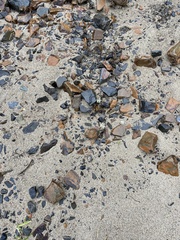 Doryteuthis opalescens