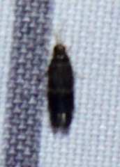 Hydroptilidae