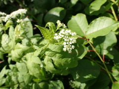 Osmorhiza longistylis