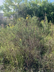 Hypericum fasciculatum