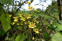Oncidium sphacelatum