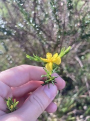 Hypericum fasciculatum