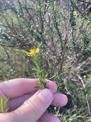 Hypericum fasciculatum