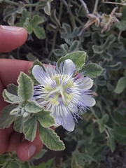 Passiflora arida