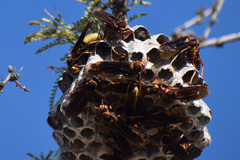 Polistes major