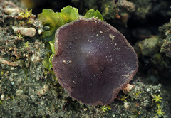 Pachyella celtica