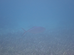 Caranx ruber