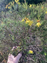 Hypericum fasciculatum