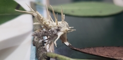 Akanthomyces