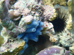 Haliclona caerulea