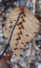 Acalitus ferrugineum