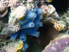 Haliclona caerulea