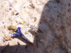Horistus orientalis