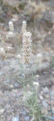 Sideritis lasiantha