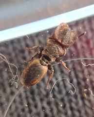 Cephalotes pinelii