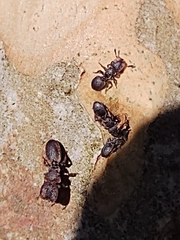 Cephalotes pinelii