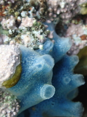 Haliclona caerulea