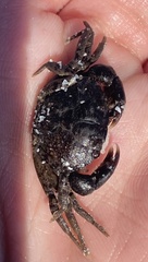 Rhithropanopeus harrisii