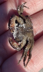 Rhithropanopeus harrisii