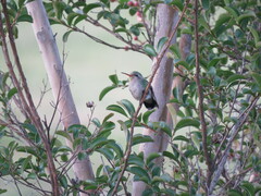 Chlorostilbon lucidus