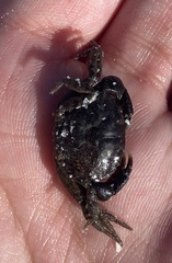 Rhithropanopeus harrisii