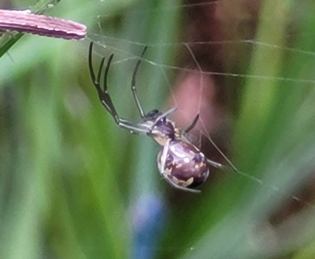 Orchard Spiders and Allies in December 2022 by Ítalo F. · iNaturalist