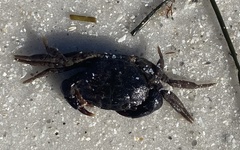 Rhithropanopeus harrisii